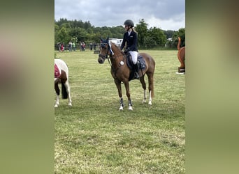 German Riding Pony, Mare, 14 years, 14.1 hh, Chestnut-Red