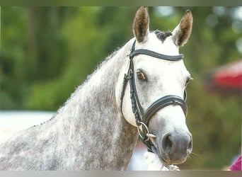 German Riding Pony, Mare, 14 years, 14.1 hh, Gray