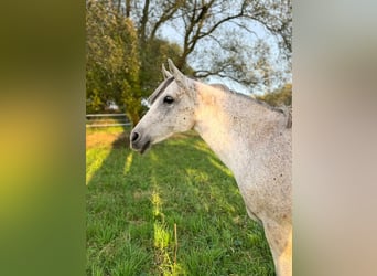 German Riding Pony, Mare, 14 years, 14.1 hh, Grey-Fleabitten