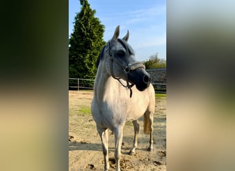 German Riding Pony, Mare, 14 years, 14.1 hh, Grey-Fleabitten