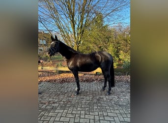 German Riding Pony, Mare, 14 years, 14,1 hh, Smoky-Black