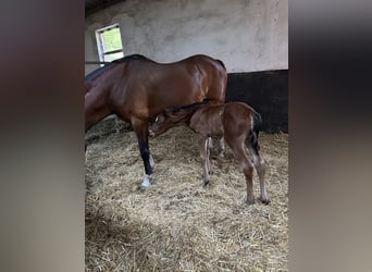 German Riding Pony, Mare, 14 years, 14.2 hh, Brown