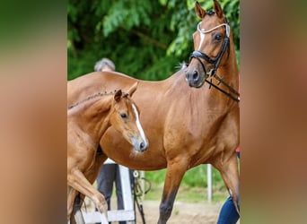 German Riding Pony, Mare, 14 years, 14.2 hh, Brown