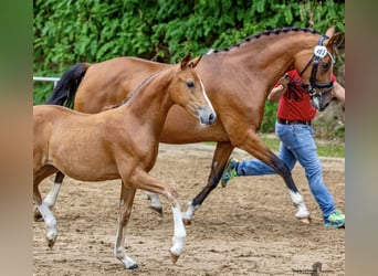 German Riding Pony, Mare, 14 years, 14.2 hh, Brown