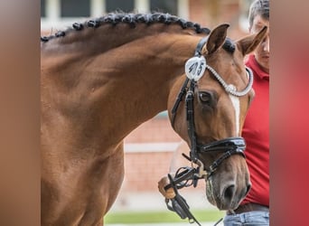 German Riding Pony, Mare, 14 years, 14.2 hh, Brown