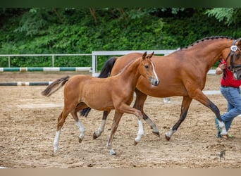 German Riding Pony, Mare, 14 years, 14.2 hh, Brown