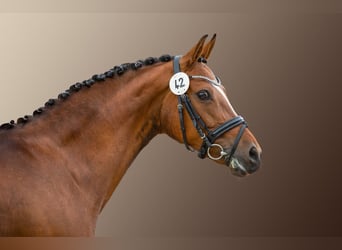 German Riding Pony, Mare, 14 years, 14.2 hh, Brown