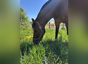 German Riding Pony, Mare, 14 years, 14.2 hh, Brown
