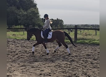 German Riding Pony, Mare, 14 years, 14.2 hh, Brown