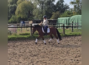 German Riding Pony, Mare, 14 years, 14.2 hh, Brown
