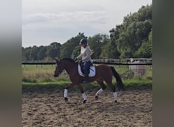 German Riding Pony, Mare, 14 years, 14.2 hh, Brown