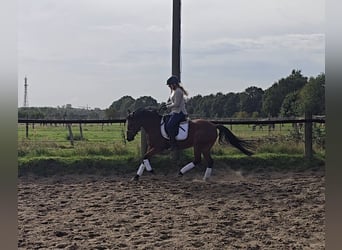 German Riding Pony, Mare, 14 years, 14.2 hh, Brown