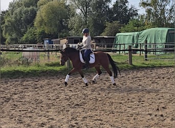 German Riding Pony, Mare, 14 years, 14.2 hh, Brown
