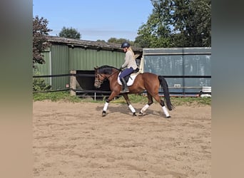 German Riding Pony, Mare, 14 years, 14.2 hh, Brown