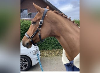 German Riding Pony, Mare, 14 years, 14.2 hh, Chestnut-Red
