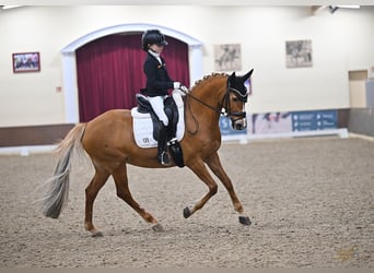 German Riding Pony, Mare, 14 years, 14.2 hh, Chestnut-Red