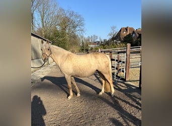 German Riding Pony, Mare, 14 years, 14,2 hh, Palomino