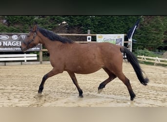 German Riding Pony, Mare, 14 years, 14.3 hh
