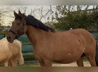 German Riding Pony, Mare, 14 years, 14.3 hh