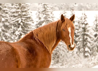 German Riding Pony Mix, Mare, 14 years, 14.3 hh, Chestnut-Red