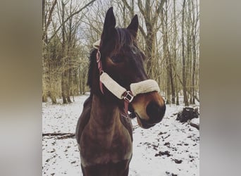 German Riding Pony, Mare, 14 years, 14 hh, Brown