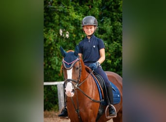 German Riding Pony, Mare, 14 years, 14 hh, Chestnut-Red