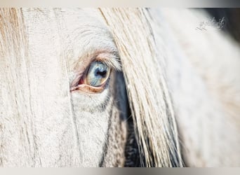 German Riding Pony, Mare, 14 years, 14 hh, Cremello