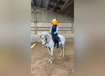 German Riding Pony, Mare, 14 years, 14 hh, Gray-Dapple