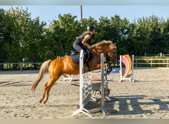 German Riding Pony, Mare, 14 years, 14 hh, Palomino