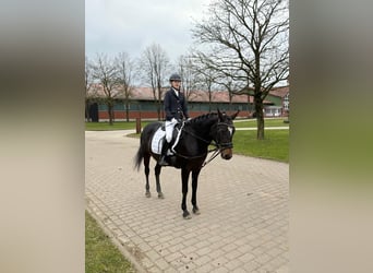 German Riding Pony Mix, Mare, 14 years, 14,1 hh, Bay-Dark