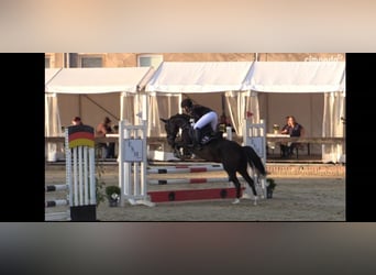 German Riding Pony, Mare, 14 years, 14,1 hh, Brown