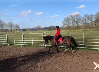 German Riding Pony, Mare, 14 years, 14,1 hh, Brown