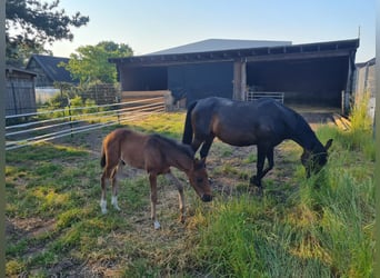 German Riding Pony, Mare, 14 years, 14,1 hh, Brown