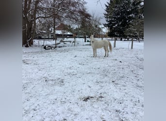 German Riding Pony, Mare, 14 years, 14,1 hh, Grey
