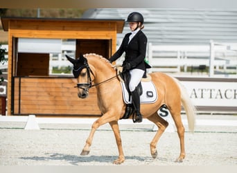German Riding Pony, Mare, 14 years, 14,1 hh, Palomino