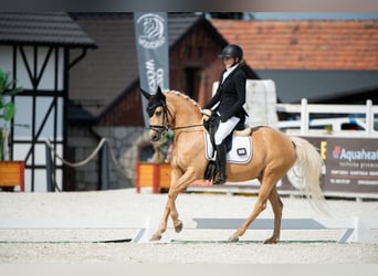 German Riding Pony, Mare, 14 years, 14,1 hh, Palomino