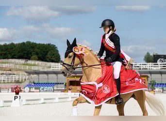 German Riding Pony, Mare, 14 years, 14,1 hh, Palomino