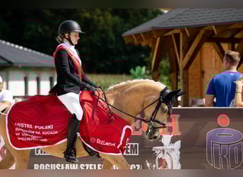German Riding Pony, Mare, 14 years, 14,1 hh, Palomino