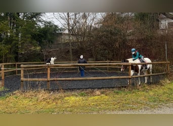 German Riding Pony, Mare, 14 years, 14,2 hh, Pinto