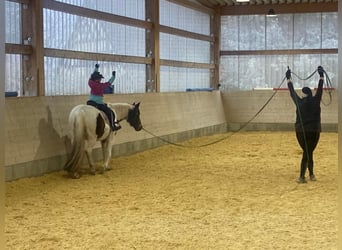 German Riding Pony, Mare, 14 years, 14,2 hh, Pinto