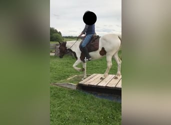 German Riding Pony, Mare, 14 years, 14,2 hh, Pinto
