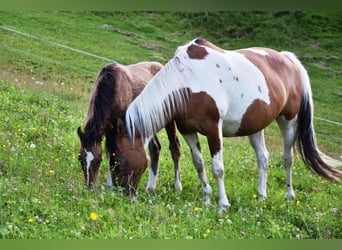German Riding Pony, Mare, 14 years, 14,2 hh, Tovero-all-colors