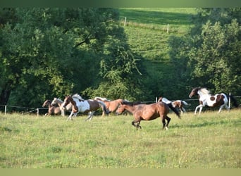 German Riding Pony, Mare, 14 years, 14,2 hh, Tovero-all-colors