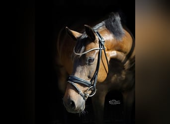German Riding Pony, Mare, 14 years, 15.1 hh, Bay-Dark