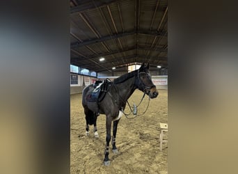 German Riding Pony, Mare, 14 years, 15 hh, Bay-Dark