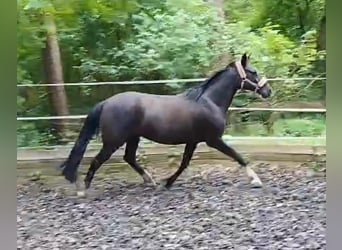 German Riding Pony, Mare, 14 years, 15 hh