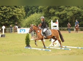 German Riding Pony, Mare, 15 years, 13.1 hh, Chestnut