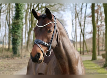 German Riding Pony, Mare, 15 years, 14,1 hh, Brown