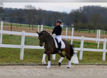 German Riding Pony, Mare, 15 years, 14,1 hh, Brown