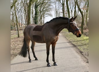 German Riding Pony, Mare, 15 years, 14,1 hh, Brown